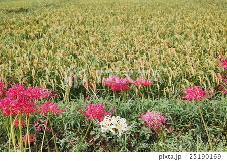 彼岸花と実りの稲穂 彼岸花と実りの稲穂 25190169