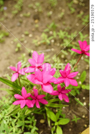 しべがないアッツザクラ 25190579