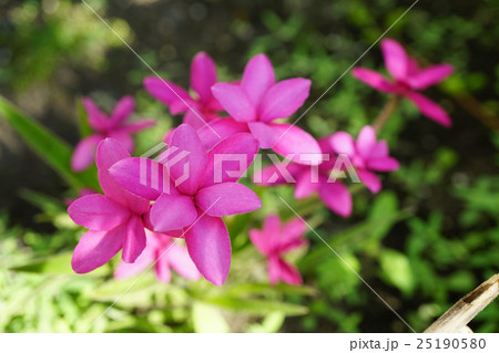 しべがないアッツザクラ 25190580