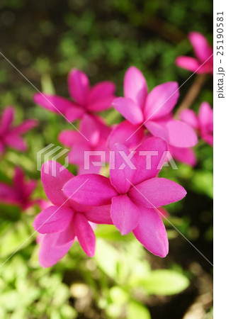 しべがないアッツザクラ 25190581