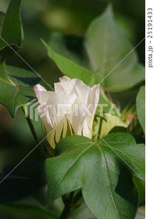 アメリカ綿の花 25191433