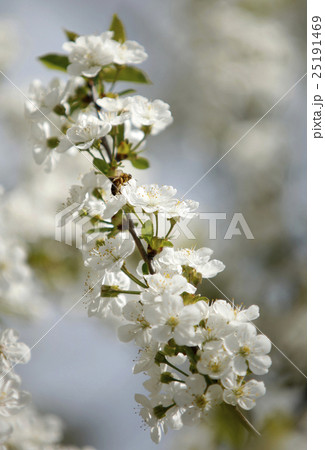 Honey Bees on a cherry blossom flower collecting 2 25191469
