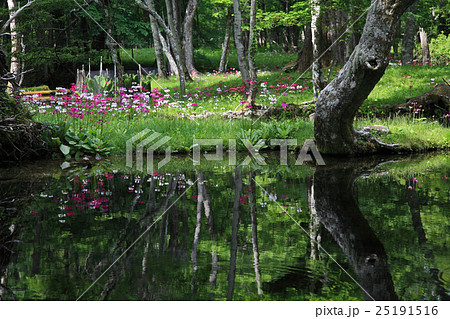 クリンソウ クリンソウ 25191516