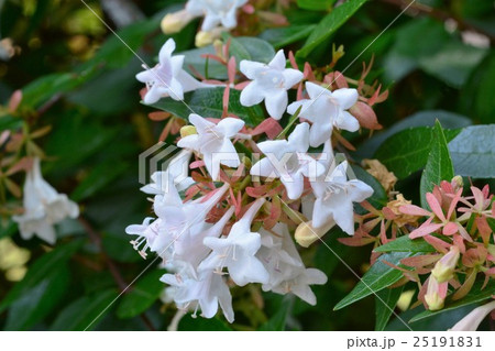 ハナゾノツクバネウツギ ハナゾノツクバネウツギ 25191831