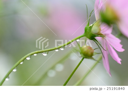 雨上がりの秋桜 雨上がりの秋桜 25191840