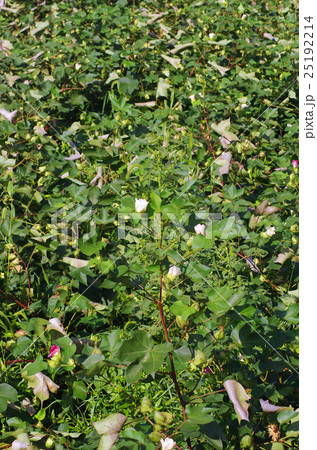 アメリカ綿の畑 アメリカ綿の畑 25192214