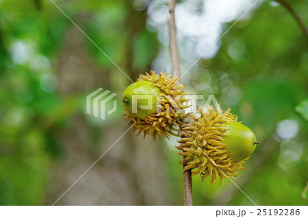 ドングリ 25192286
