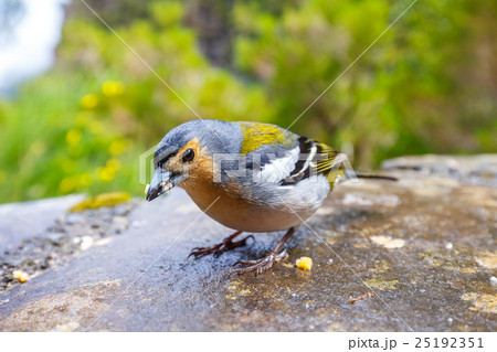 Carduelis chloris, Greenfinch, Madeira Island Carduelis chloris, Greenfinch, Madeira Island 25192351