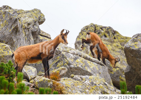 Chamois, Rupicapra Carpatica 25192484