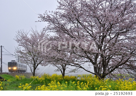 さくら　鉄道　列車　山陰本線　園部~船岡　丹波霧　霧　223系　ローカル　春　桜　満開 25192693