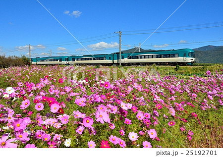 鉄道　列車　山陰本線　並河~千代川　京都　田んぼ　田園　コスモス　JR西日本　国鉄色　381系　特急 25192701