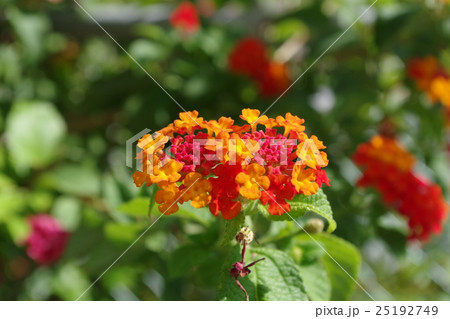 ランタナ 25192749