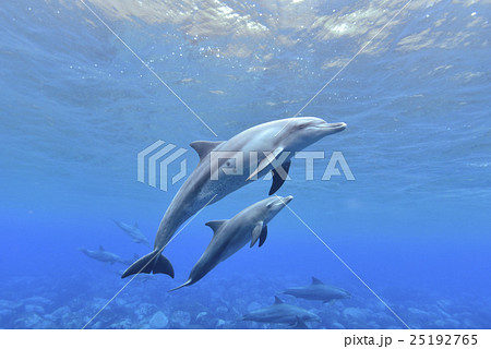 イルカの親子 25192765