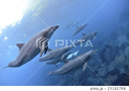 イルカの群れ 25192768
