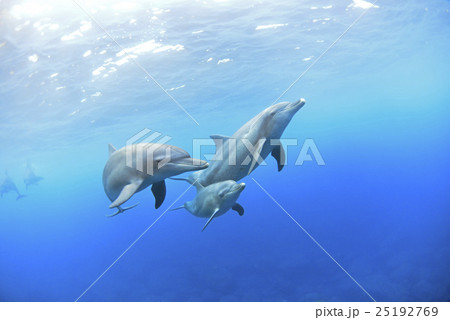イルカの親子 25192769