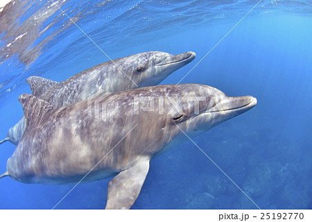 イルカのカップル 25192770