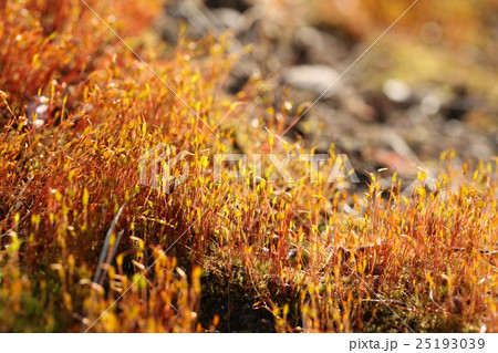 スナゴケの胞子のう 25193039