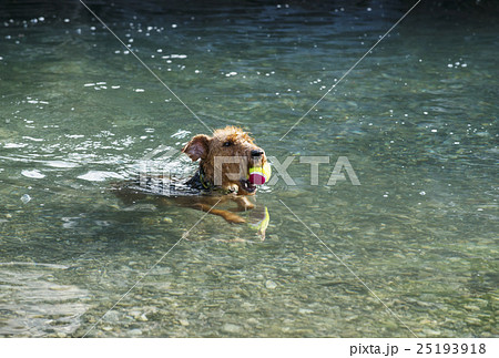 泳ぐ犬 犬かきの写真素材