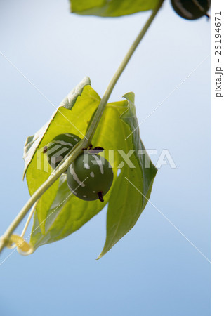 オキナワスズメウリ オキナワスズメウリ 25194671