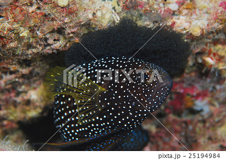 シモフリタナバタウオ シモフリタナバタウオ 25194984