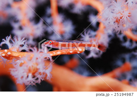 ホソガラスハゼ ホソガラスハゼ 25194987