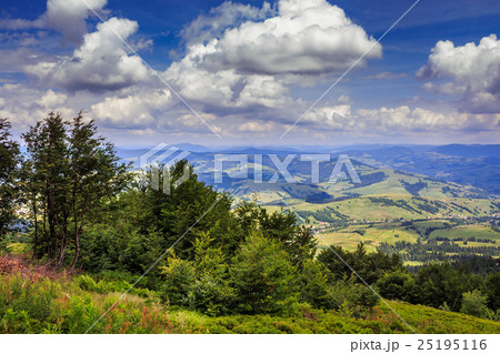 coniferous forest on a mountain slope coniferous forest on a mountain slope 25195116
