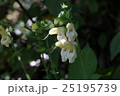 山野草 キバナアキギリ 1 25195739