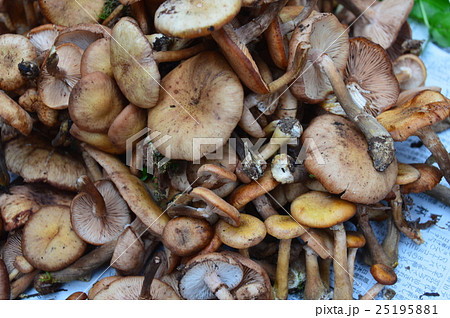 天然の「ナラタケ」どっさり（長野県上水内郡信濃町野尻） 25195881