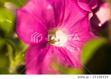 Beautiful morning glory flower 25196439