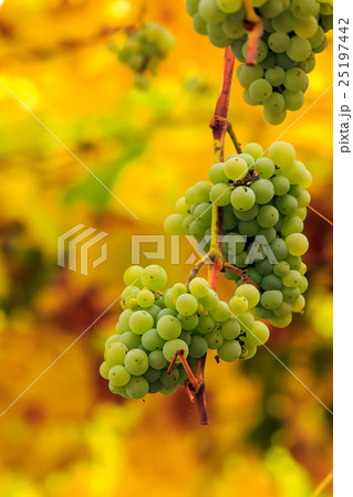 white grapes on vineyard blurred background white grapes on vineyard blurred background 25197442