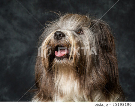 Tibetan Terrier Tibetan Terrier 25198190