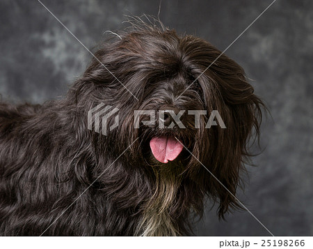 Tibetan Terrier Tibetan Terrier 25198266