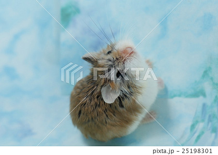 ロボロフスキーハムスター ロボロフスキーハムスター 25198301