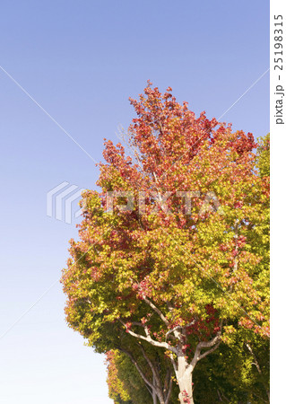 秋のロサンゼルス アメリカフウの紅葉の並木道 秋のロサンゼルス アメリカフウの紅葉の並木道 25198315