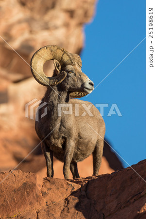 Desert Bighorn Sheep Ram Desert Bighorn Sheep Ram 25198619