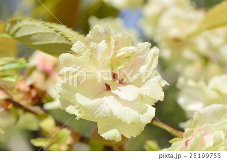 快晴の下に映えるギョイコウ 25199755