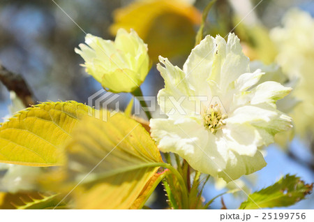 快晴の下に映えるギョイコウ 快晴の下に映えるギョイコウ 25199756
