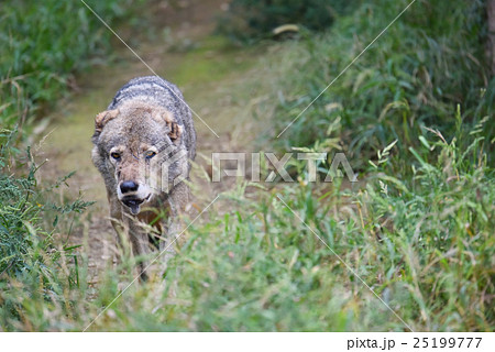 動物 タイリクオオカミ １ の写真素材