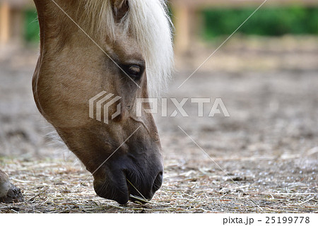 【動物】モウコノウマ　横顔　アップ（１） 25199778