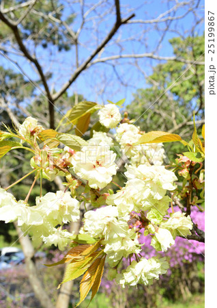 青空に映えるギョイコウ 青空に映えるギョイコウ 25199867