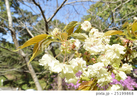青空に映えるギョイコウ 25199868