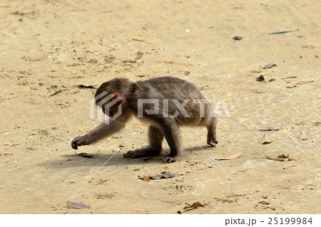 幸島のニホンザル 幸島のニホンザル 25199984