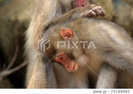 幸島のニホンザル 25199985