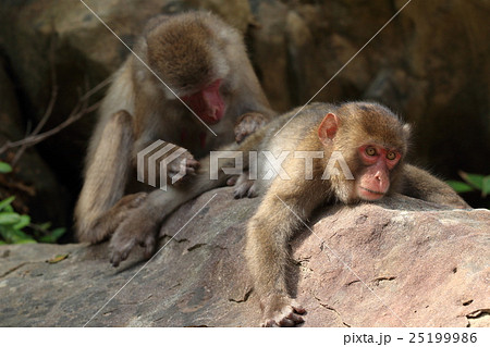 幸島のニホンザル 幸島のニホンザル 25199986