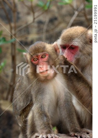 幸島のニホンザル 幸島のニホンザル 25199991