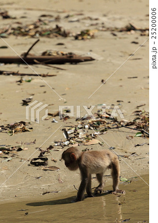 幸島のニホンザル 25200006