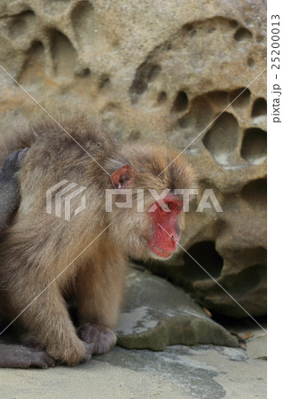 幸島のニホンザル 25200013