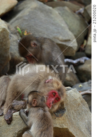 幸島のニホンザル 幸島のニホンザル 25200020