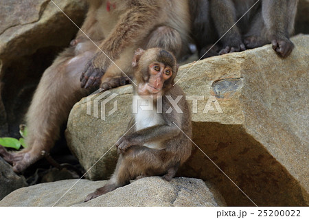 幸島のニホンザル 幸島のニホンザル 25200022