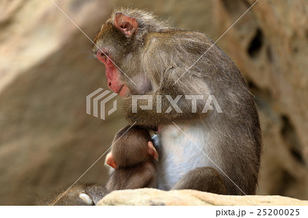 幸島のニホンザル 幸島のニホンザル 25200025